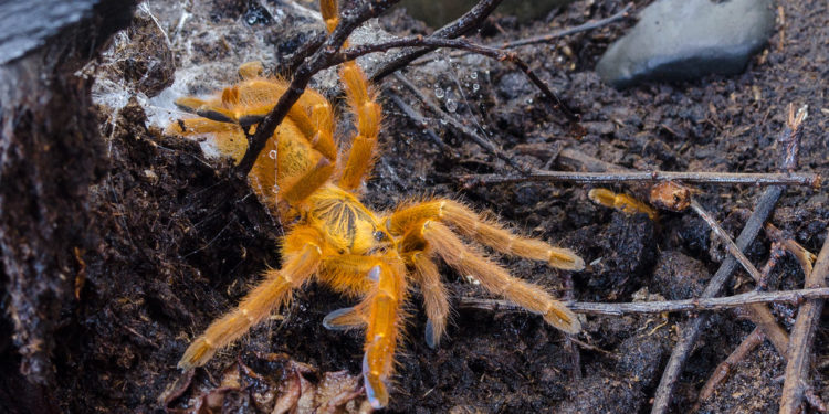 Comment avoir une mygale chez soi ?