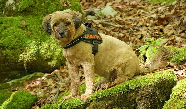 Quel âge pour mettre un harnais à un chien ?