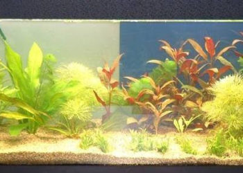 Comment stabiliser leau d'un aquarium ?