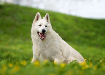 Est-ce que le Berger Blanc Suisse aboie beaucoup ?
