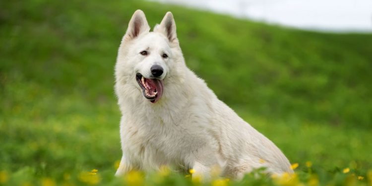 Est-ce que le Berger Blanc Suisse aboie beaucoup ?