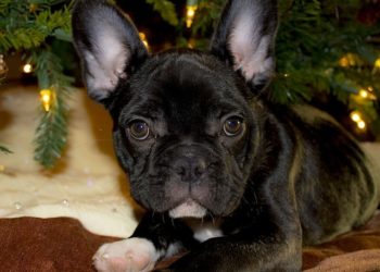 Quelle est la durée de vie d'un american staff ?