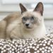 Comment élever un chat siamois ?