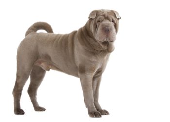Quel est le prix d'un sharpei bleu ?