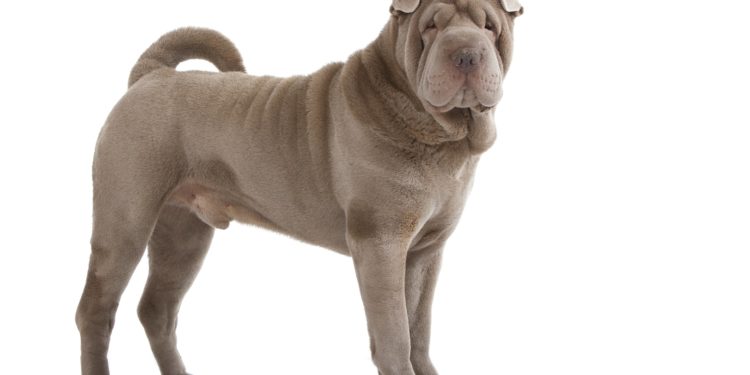 Quel est le prix d'un sharpei bleu ?