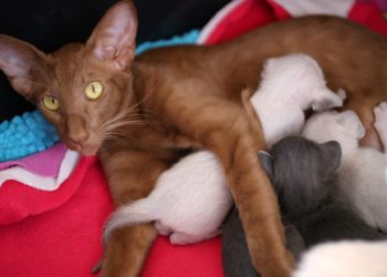 Quand changer la litière d'un chat ?