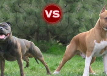 Quelle est la différence entre un pitbull et un staff ?