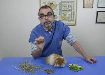 Comment bien nourrir un cochon ?