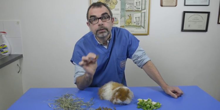 Comment bien nourrir un cochon ?