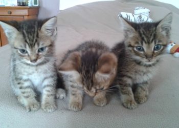 Comment élever un chaton de 1 mois et demi ?