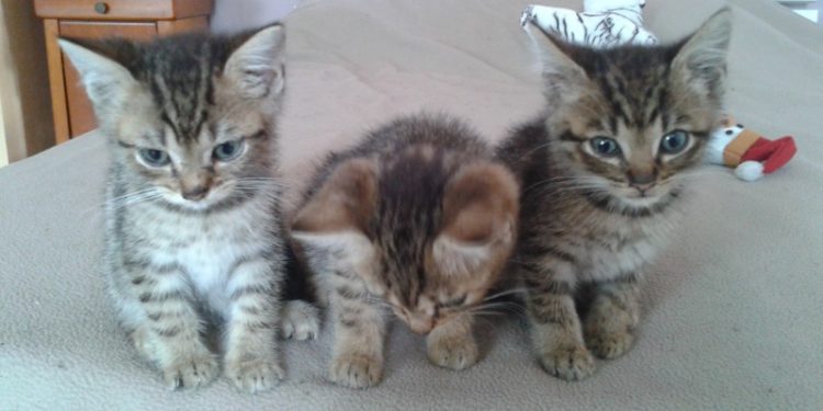 Comment élever un chaton de 1 mois et demi ?