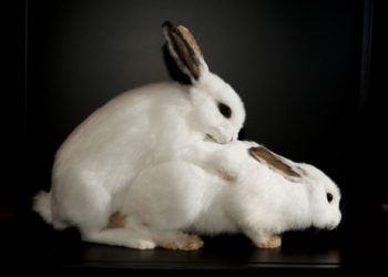 Quand un lapin mâle peut se reproduire ?