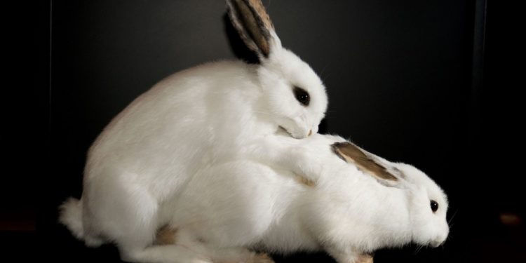 Quand un lapin mâle peut se reproduire ?