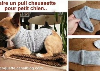 Comment faire passer un chien dans un tunnel ?
