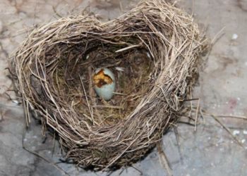 Quand le lapin fait son nid ?