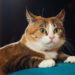Comment reconnaître un chat british ?