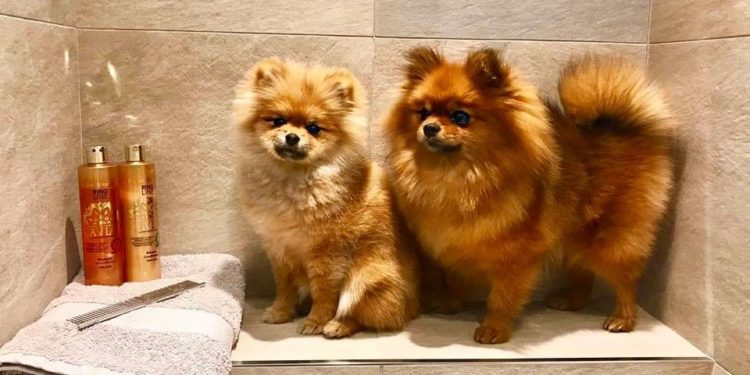 Comment toiletter un Spitz loup ?