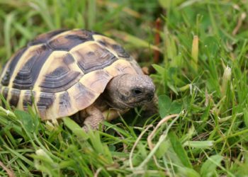 Comment bien s'occuper d'une tortue Hermann ?