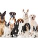 Quel sont les méthode pour toiletter son chien Soi-même ?
