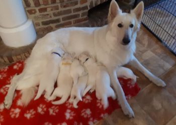 Quelle alimentation pour un Berger Blanc Suisse ?