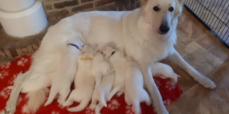 Quelle alimentation pour un Berger Blanc Suisse ?
