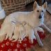 Quelle alimentation pour un Berger Blanc Suisse ?