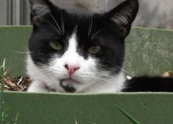 Comment faire si pas de litière ?