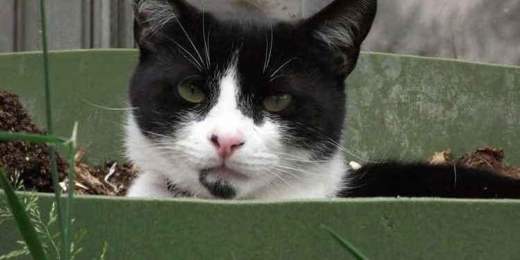 Comment faire si pas de litière ?