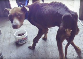 Quel est le meilleur moment pour donner à manger à son chien ?