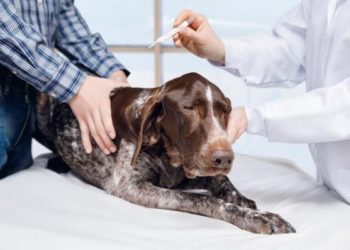 Pourquoi mon chien respire vite et fort ?