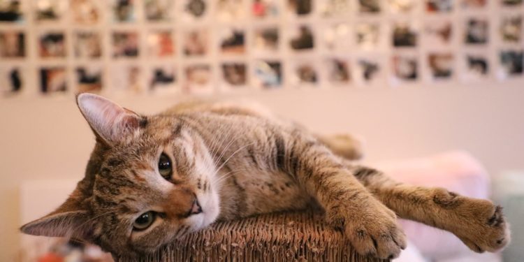 Quel est le poids idéal pour un chat de gouttière ?