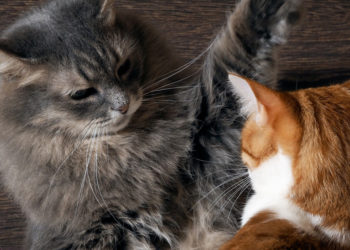 Comment se débarrasser d'un chat agressif ?