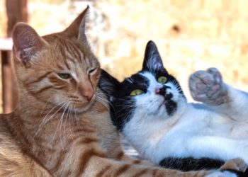 Est-ce que la stérilisation calme les chats ?