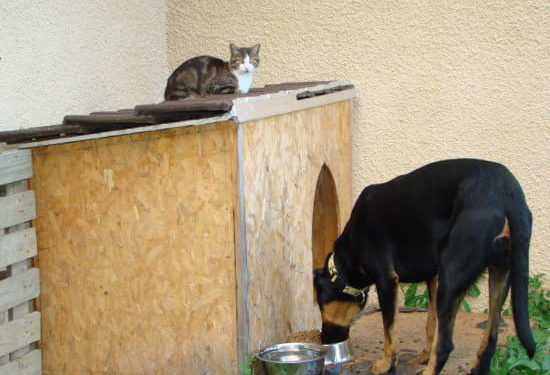 Comment faire pour arrêter les chaleurs d'une chienne ?