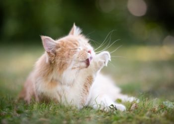 Pourquoi mon chat a des croûtes sur le dos ?