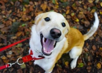 Comment calmer l'excitation chez le chien ?