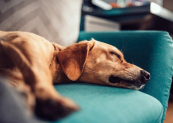 Comment savoir si mon chien Digere mal ?