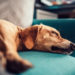 Comment savoir si mon chien Digere mal ?