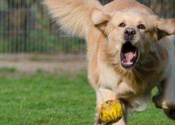 Comment calmer 1 chien hyperactif ?