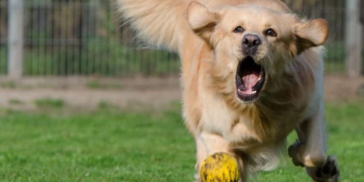 Comment calmer 1 chien hyperactif ?