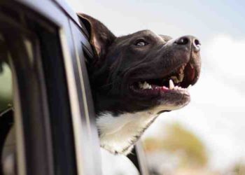 Quel médicament pour calmer un chien ?