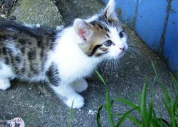 Comment faire pour que mon chat accepté un autre chat ?