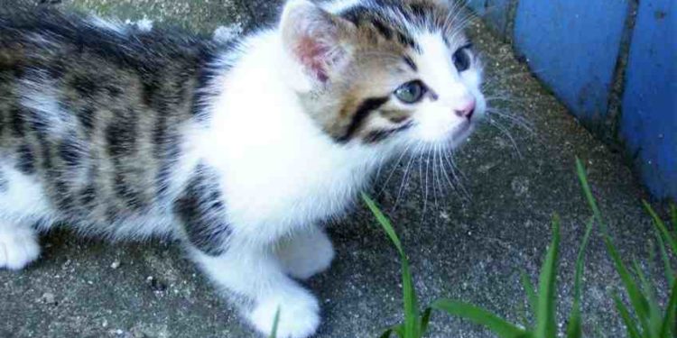 Comment faire pour que mon chat accepté un autre chat ?