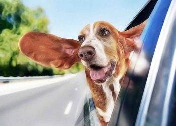 Comment eviter que mon chat soit malade en voiture ?