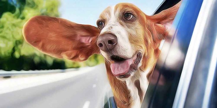 Comment eviter que mon chat soit malade en voiture ?