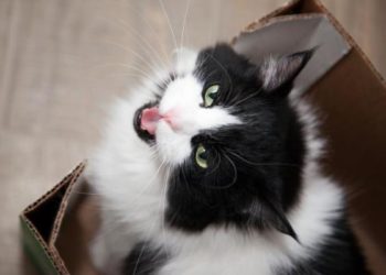 Pourquoi mon chat miaule avec son jouet ?
