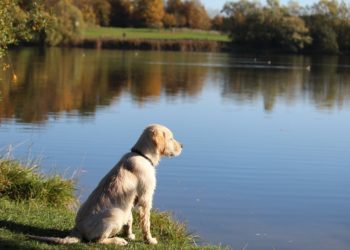 Comment calmer un chat trop actif ?