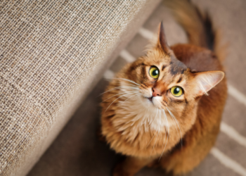 Comment reconnaître un chat fou ?