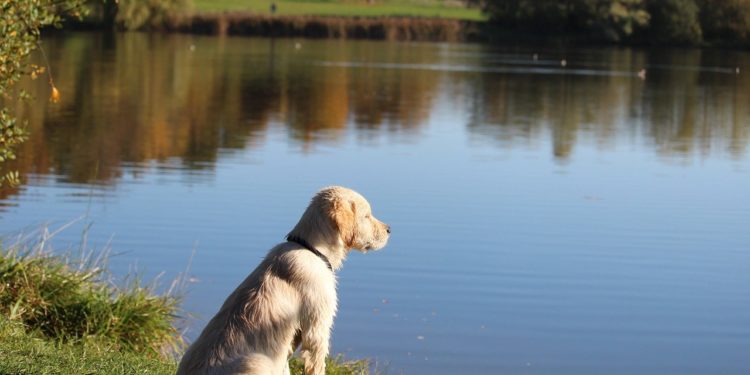 Comment calmer un chat trop actif ?