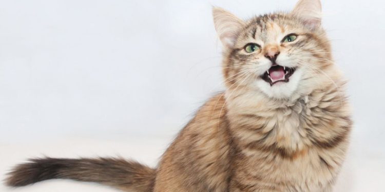 Pourquoi mon chat n'arrête pas de se gratter ?